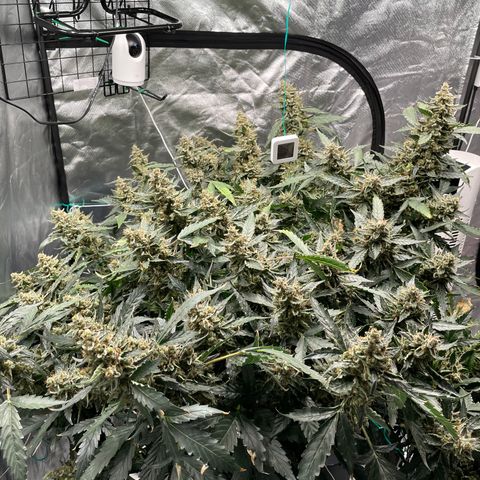 Moby dick XXL  [auto] growlog timeline photo