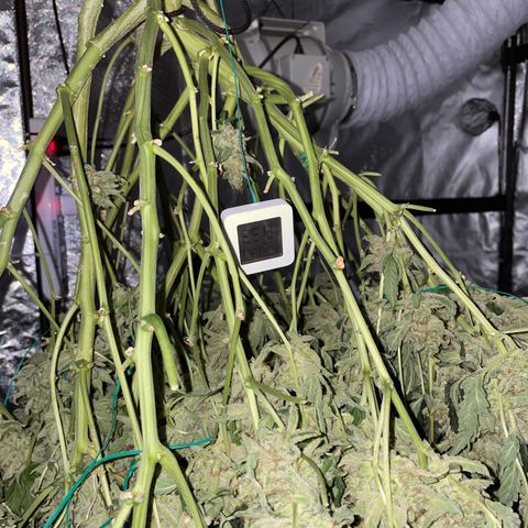 Moby dick XXL  [auto] growlog timeline photo