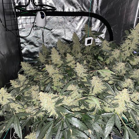 Moby dick XXL  [auto] growlog timeline photo