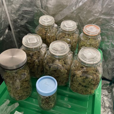 Moby dick XXL  [auto] growlog timeline photo