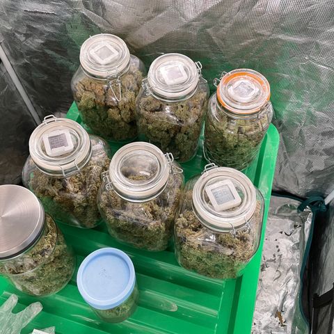 Moby dick XXL  [auto] growlog timeline photo