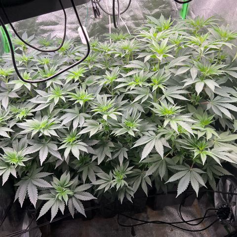 Blue Gelato 41 growlog timeline photo