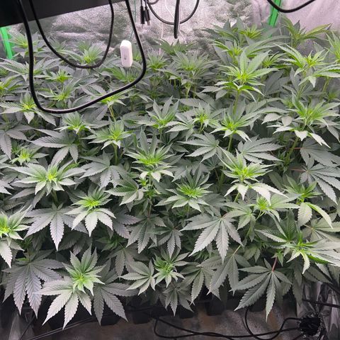 Blue Gelato 41 growlog timeline photo