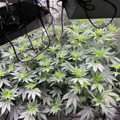 Blue Gelato 41 growlog timeline photo