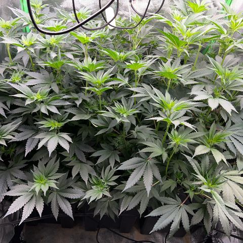 Blue Gelato 41 growlog timeline photo