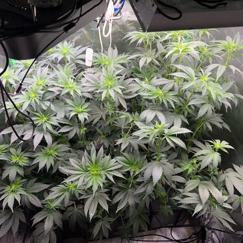 Blue Gelato 41 growlog timeline photo