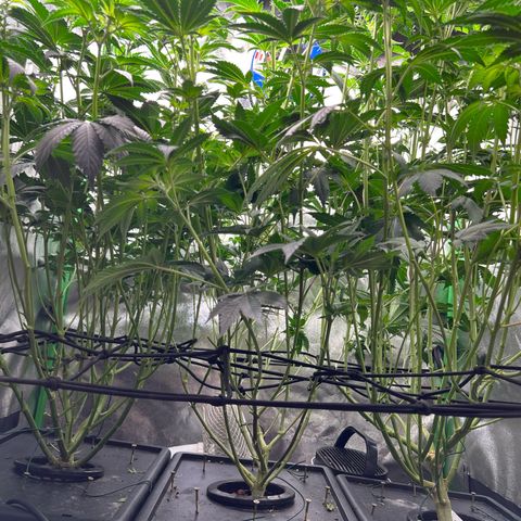 Blue Gelato 41 growlog timeline photo