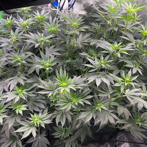 Blue Gelato 41 growlog timeline photo