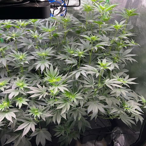Blue Gelato 41 growlog timeline photo