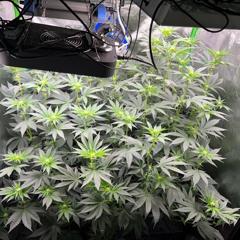Blue Gelato 41 growlog timeline photo