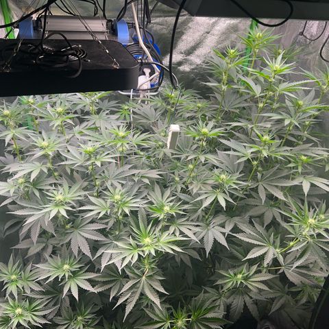 Blue Gelato 41 growlog timeline photo