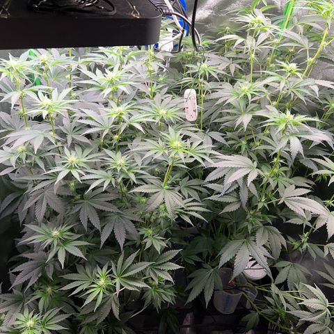 Blue Gelato 41 growlog timeline photo