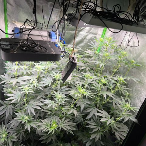 Blue Gelato 41 growlog timeline photo