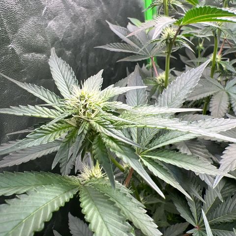 Blue Gelato 41 growlog timeline photo