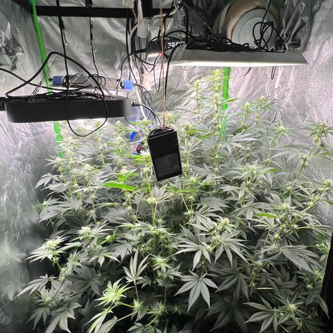 Blue Gelato 41 growlog timeline photo