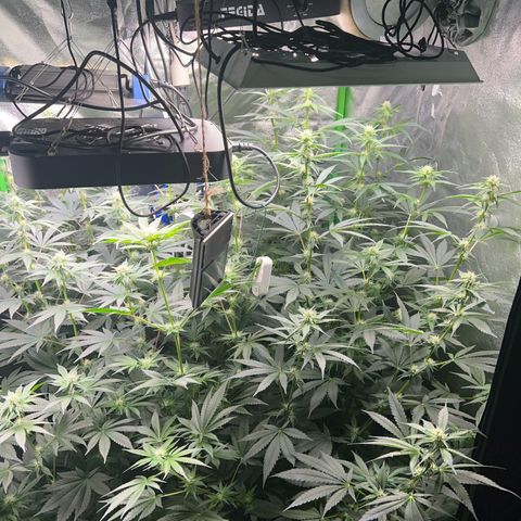 Blue Gelato 41 growlog timeline photo