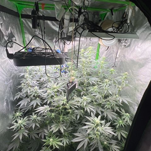 Blue Gelato 41 growlog timeline photo