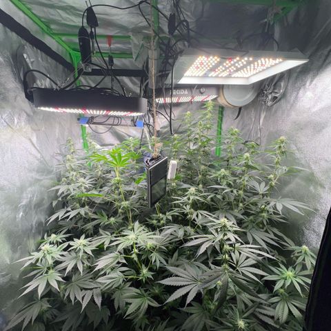 Blue Gelato 41 growlog timeline photo