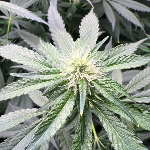 Blue Gelato 41 growlog timeline photo