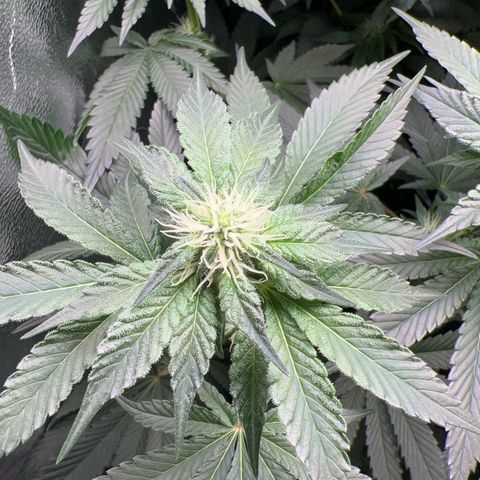 Blue Gelato 41 growlog timeline photo