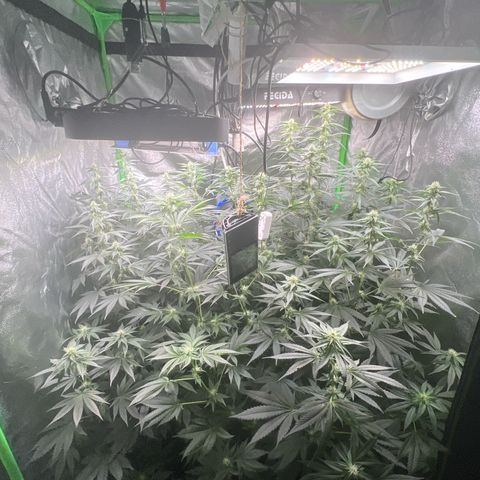 Blue Gelato 41 growlog timeline photo
