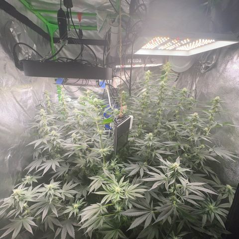Blue Gelato 41 growlog timeline photo