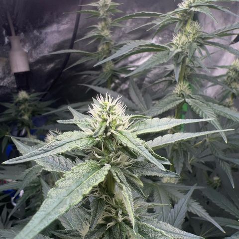Blue Gelato 41 growlog timeline photo