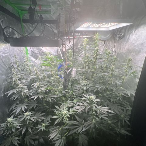 Blue Gelato 41 growlog timeline photo