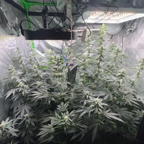 Blue Gelato 41 growlog timeline photo