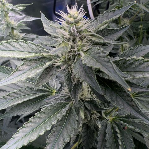 Blue Gelato 41 growlog timeline photo