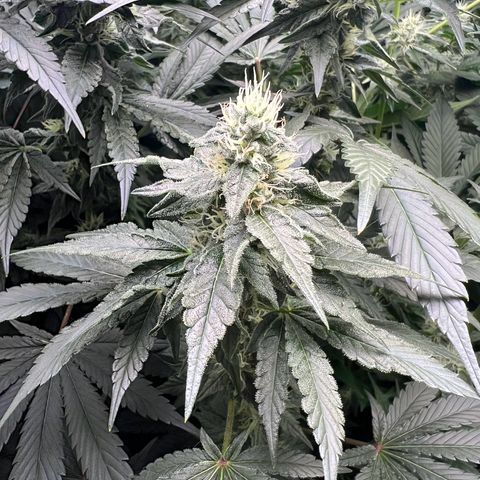 Blue Gelato 41 growlog timeline photo
