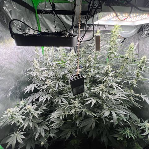 Blue Gelato 41 growlog timeline photo