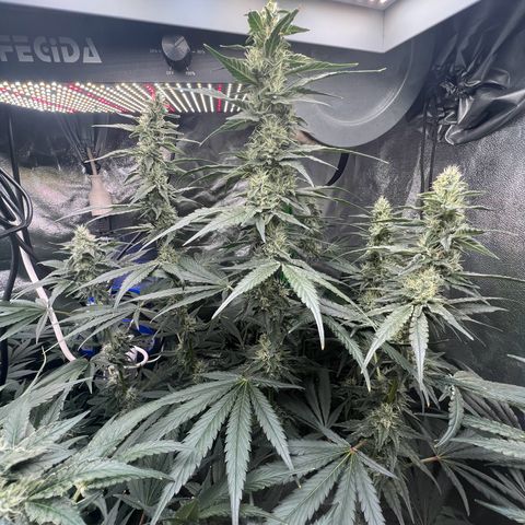 Blue Gelato 41 growlog timeline photo