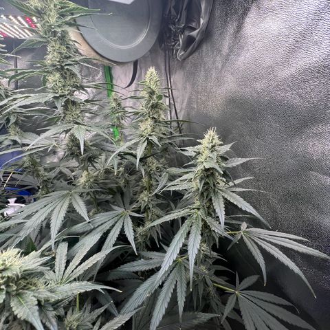 Blue Gelato 41 growlog timeline photo