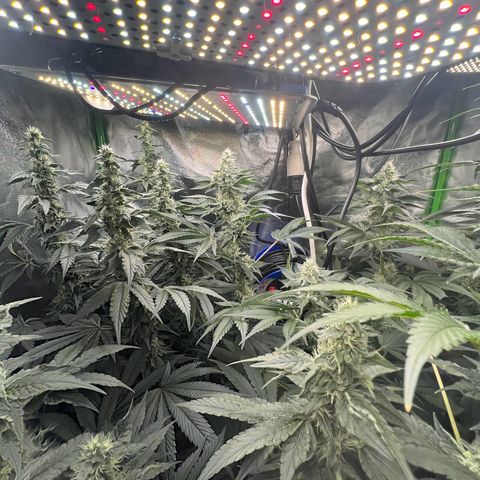 Blue Gelato 41 growlog timeline photo