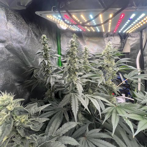 Blue Gelato 41 growlog timeline photo