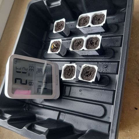 AMG growlog photo: AMG (W) zeigt erstes Blattpaar. 