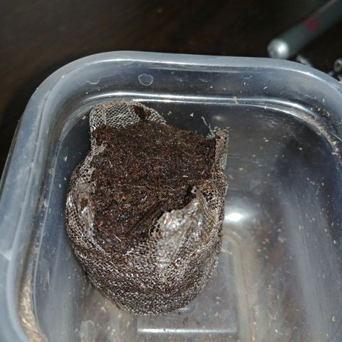 King tut growlog timeline photo