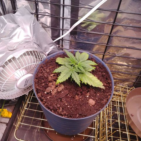 King tut growlog timeline photo