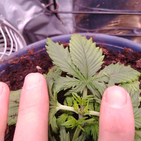 King tut growlog timeline photo