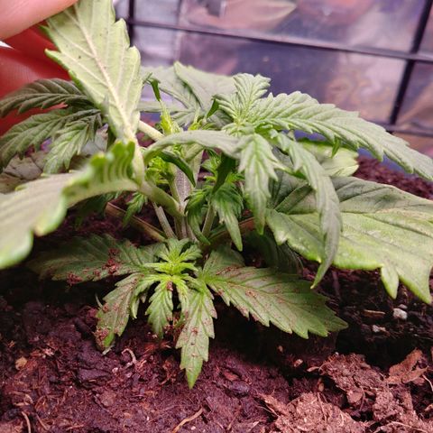 King tut growlog timeline photo