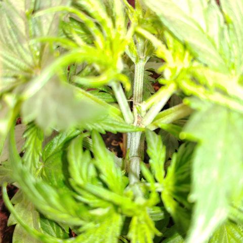 King tut growlog timeline photo