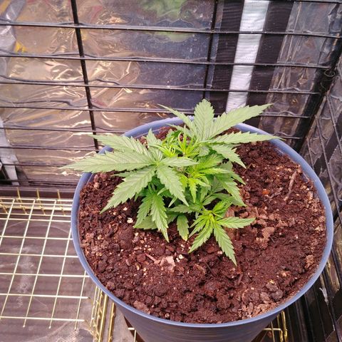 King tut growlog timeline photo