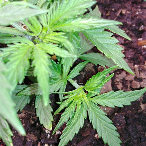 King tut growlog timeline photo