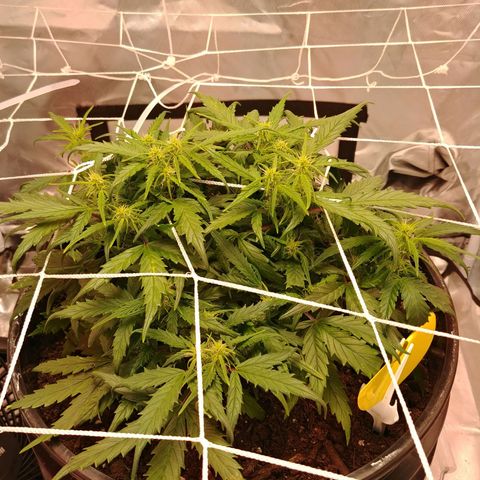 King tut growlog timeline photo