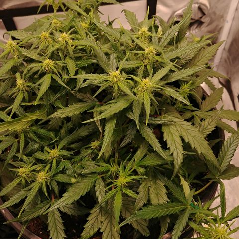 King tut growlog timeline photo