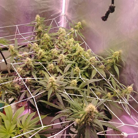 King tut growlog timeline photo
