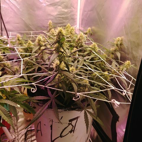 King tut growlog timeline photo
