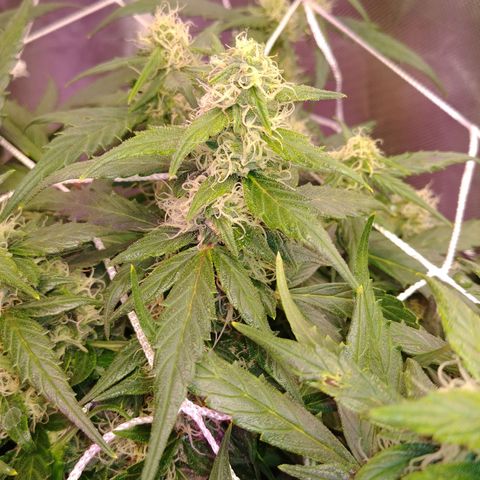 King tut growlog timeline photo
