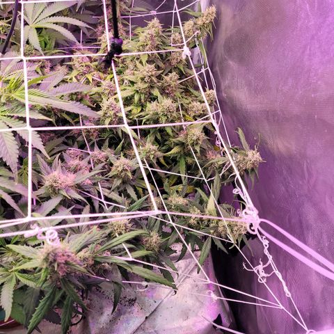 King tut growlog timeline photo